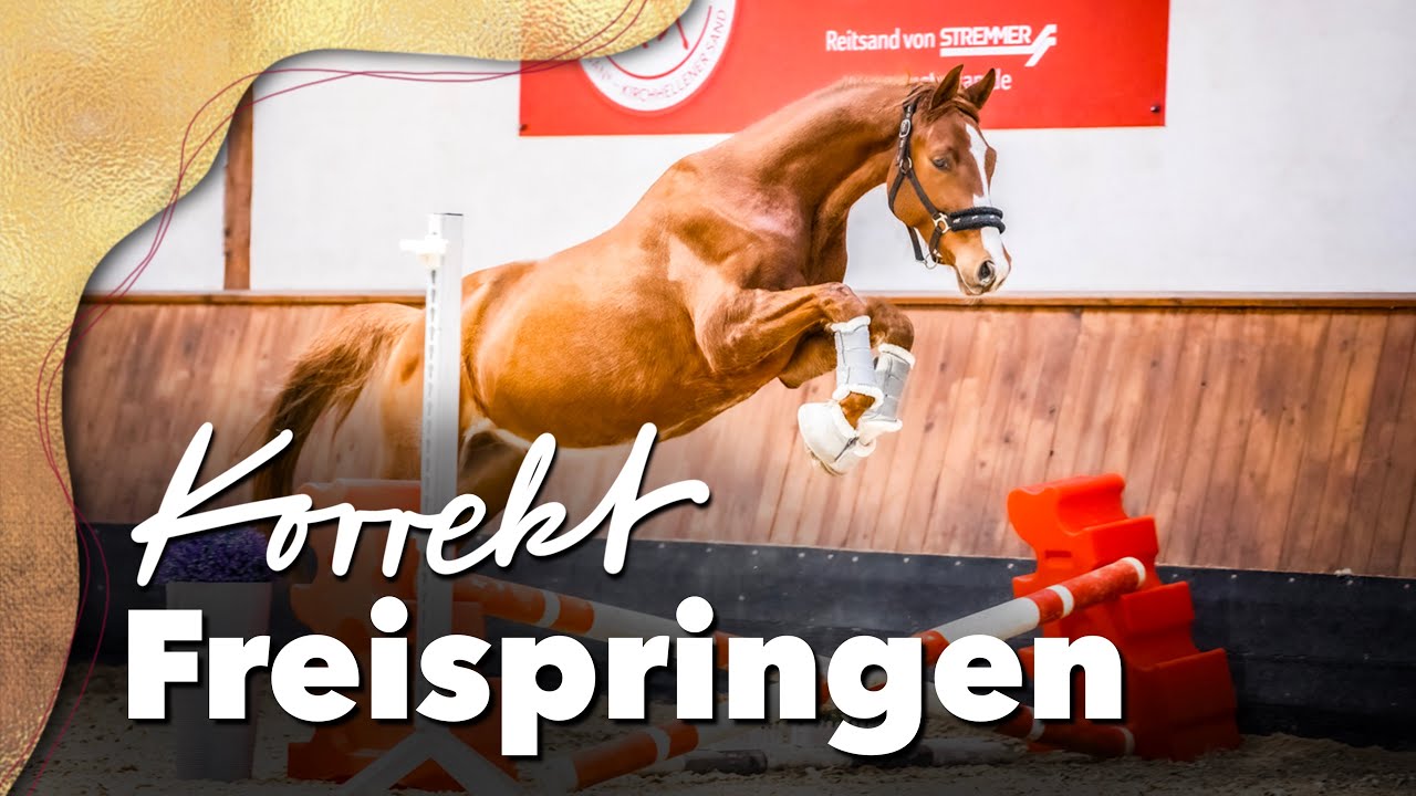 Tipps fürs Freispringen | Jungpferdeausbildung