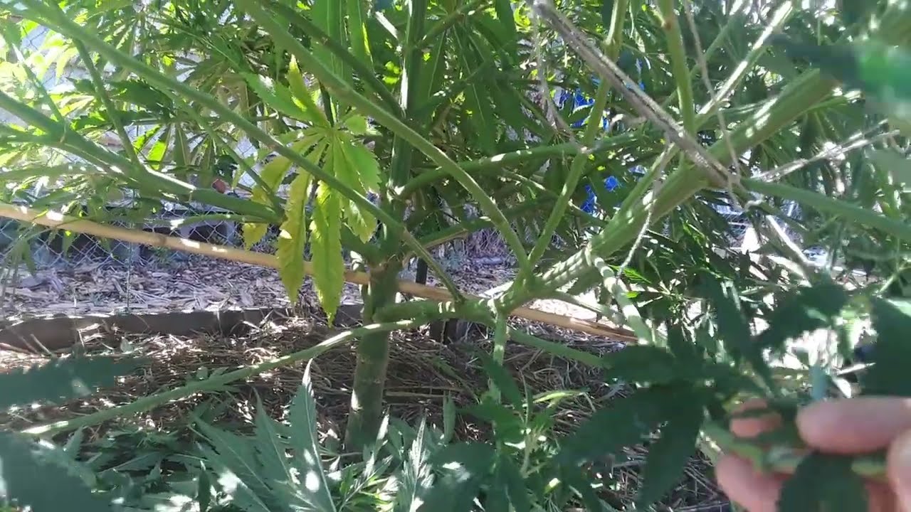 How should I style my QUERKLE cannabis plant