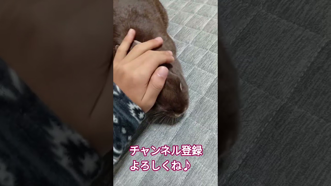 撫でてもらってるらびこが可愛すぎる♪