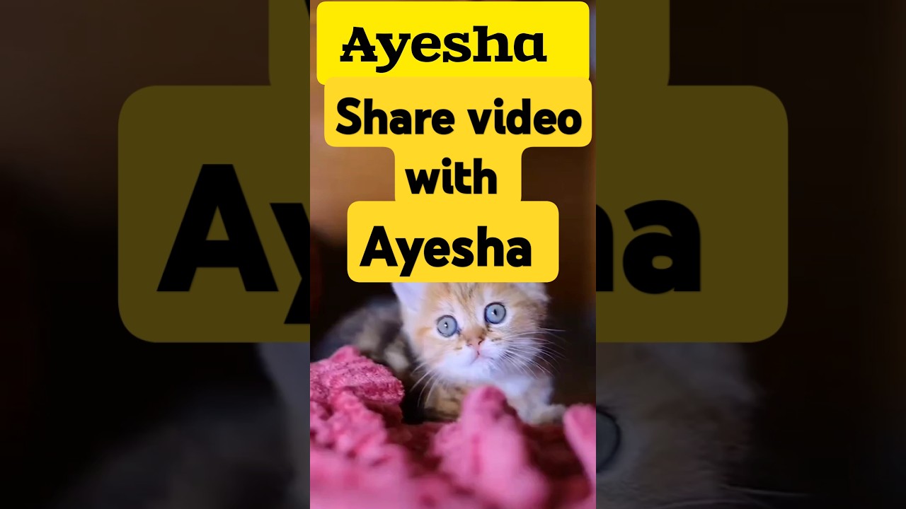 Share video with Ayesha #ayesha #cat Meow Meow billi #shorts