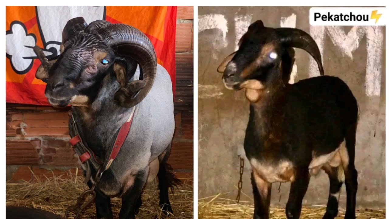 مسيرة بيكاتشو 6 انتصارات 🏆 من علوش الي كبش 🤔