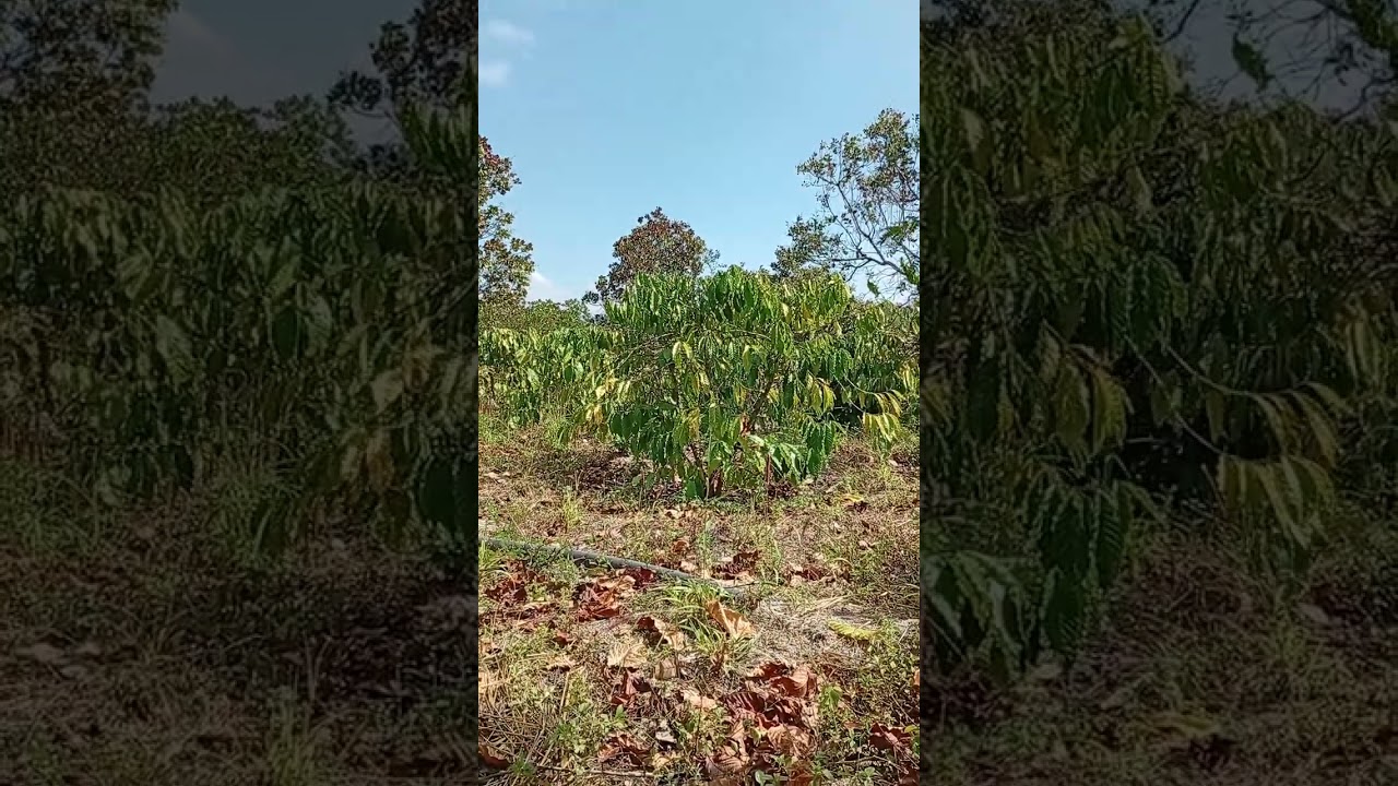 Mùa phùn nước cả phê rất vắng lá 