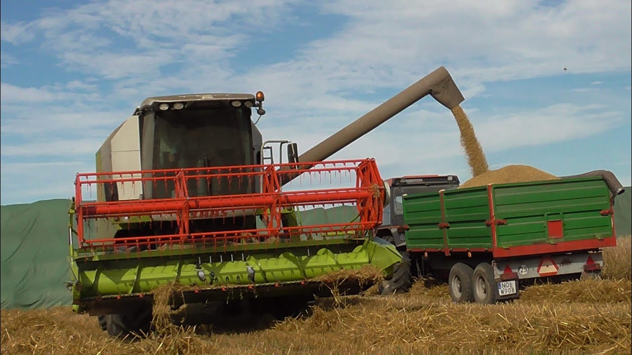 ☆ ŻNIWA 2020 ☆ Koszenie owsa ☆ Claas Avero 240 ☆ MafiaBukwałd Team