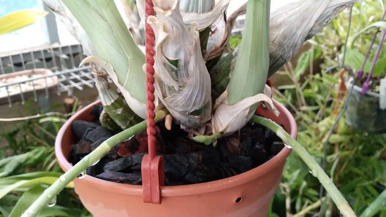 Hoy presentamos Catasetum fimbriatum.