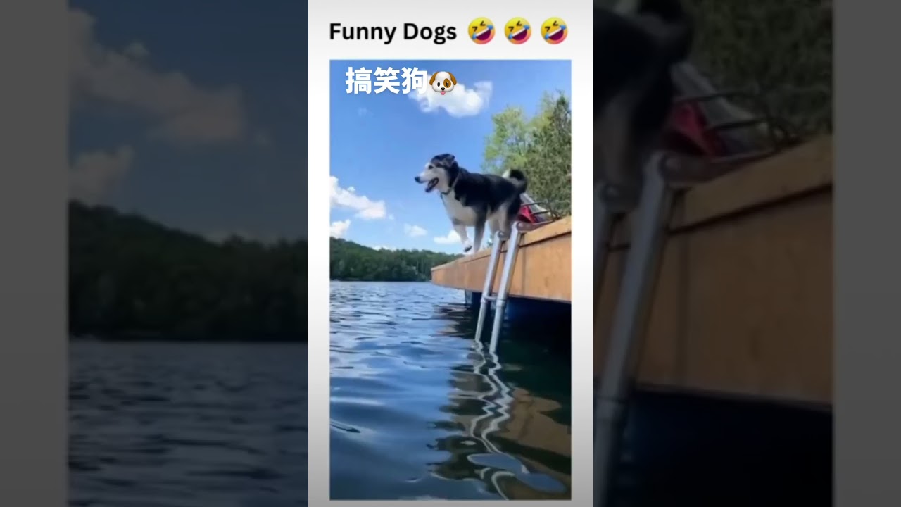 Hilarious Dog Funny Videos | Ultimate Dog Comedy Compilation