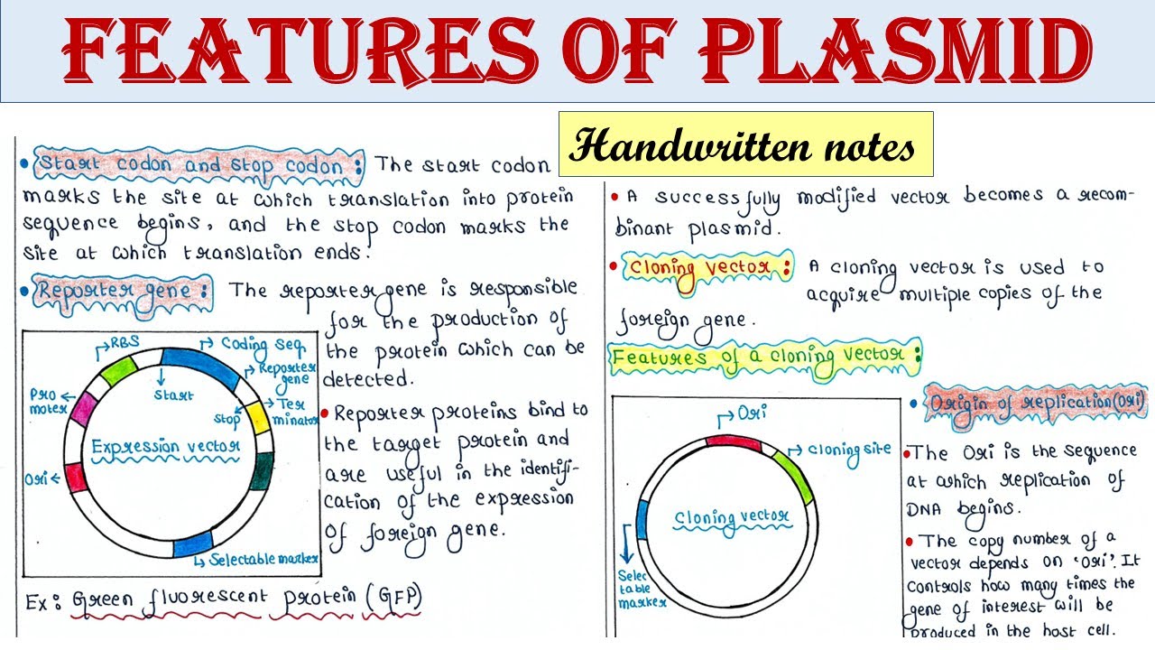Features of plasmid vectors used in rDNA technology | Cloning vector | Expression vector