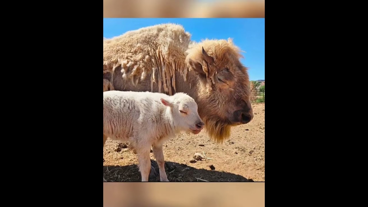 Baby bison moments...  #baby #babyanimals #babybison #love