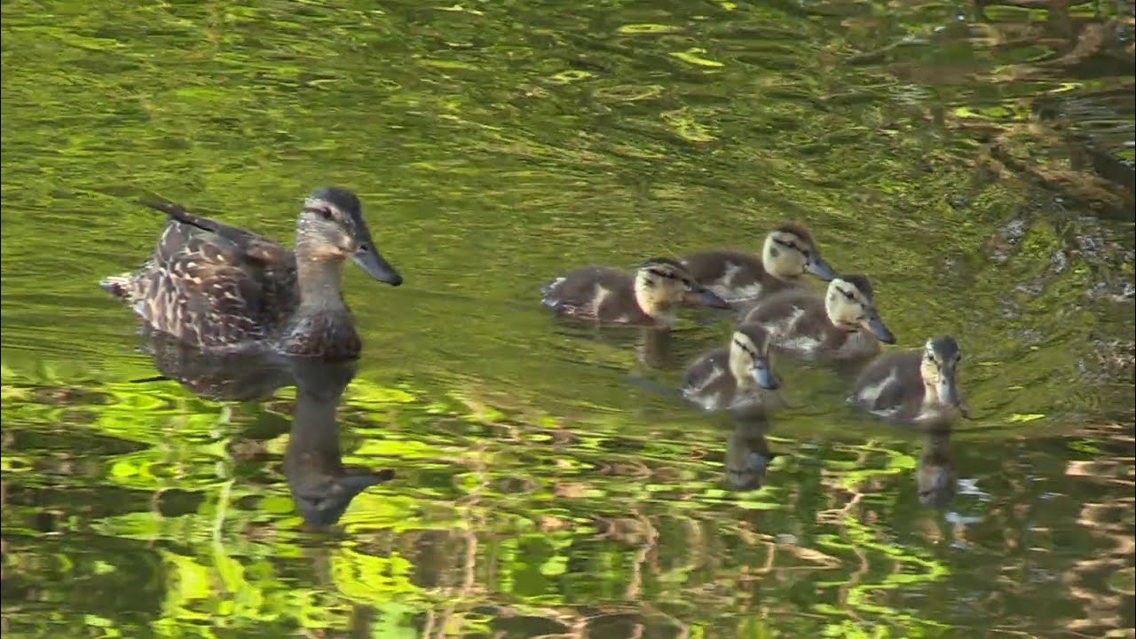 Ducklings