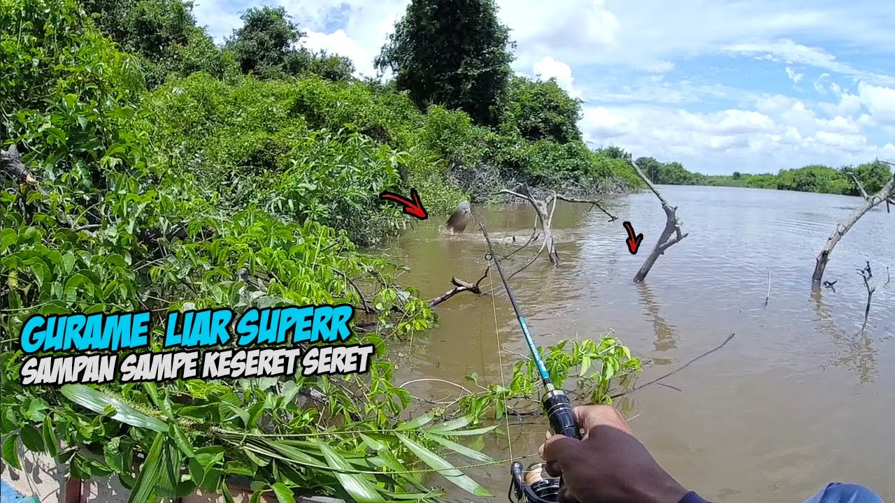 MANCING GURAME LIAR SUPER DI SUNGAI PEDALAMAN RIAU IKAN NYA BESAR BESAR