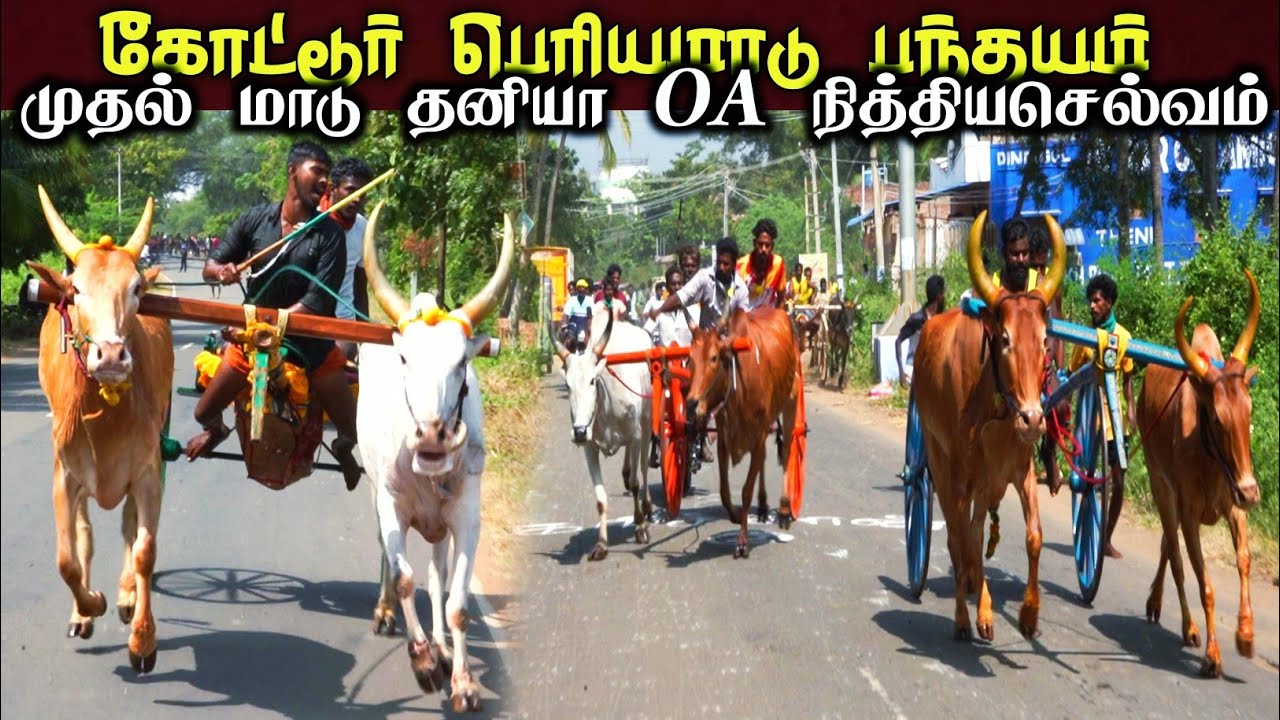 29-12-2025-கோட்டூர் பெரியமாடு பந்தயம்