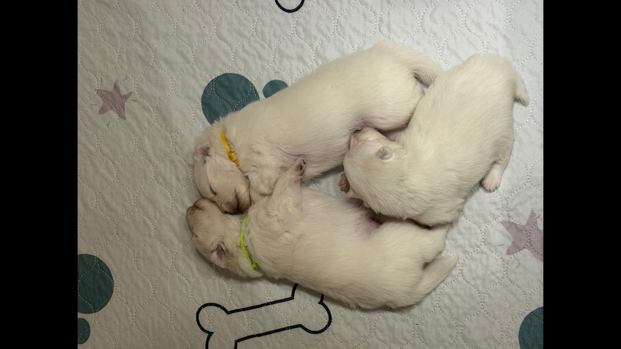 How could anyone resist these precious babies? Don't you just have to get one?