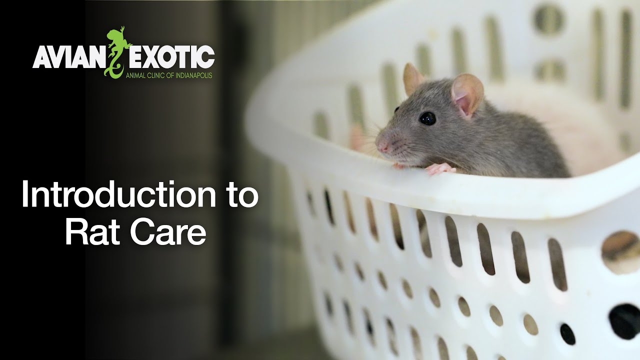 Introduction to Rat Care