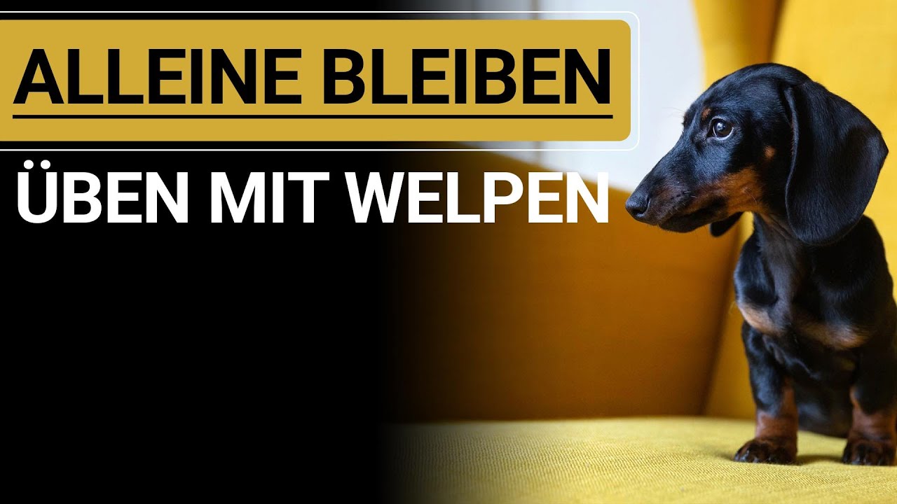 🐕🐶 WELPE ALLEINE BLEIBEN &Uuml;BEN ➡️ Stephanie Salostowitz ➡️ So klappt`s 🐕🐶✔️