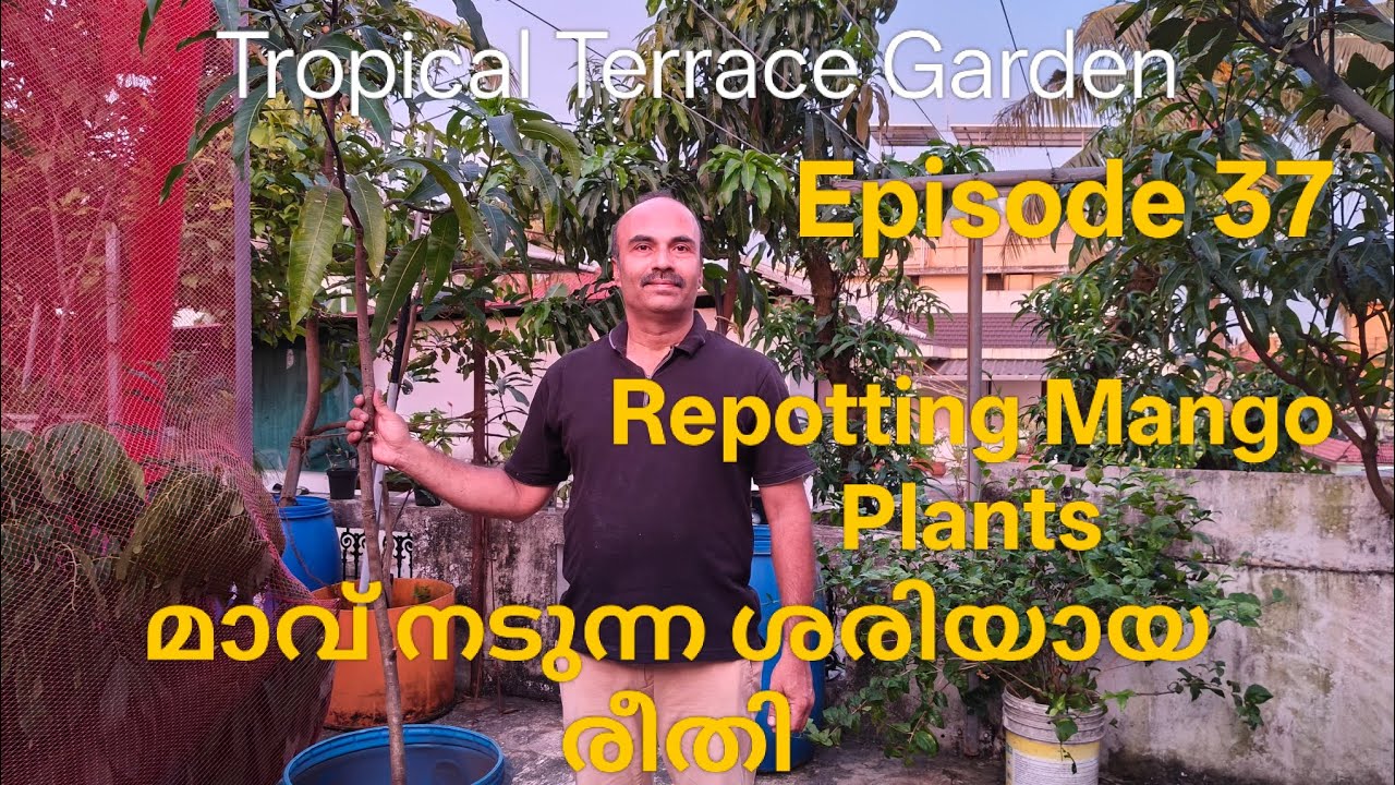 Episode 37 | മാവ് നടുന്ന ശരിയായ രീതി | Repotting Mango Plants