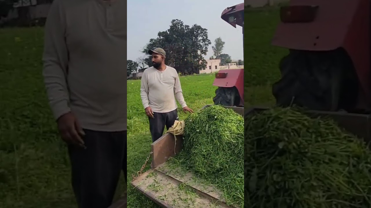 ਅੱਜ ਸਾਡੇ ਤੂੜੀ ਮੁੱਕ ਗਈ