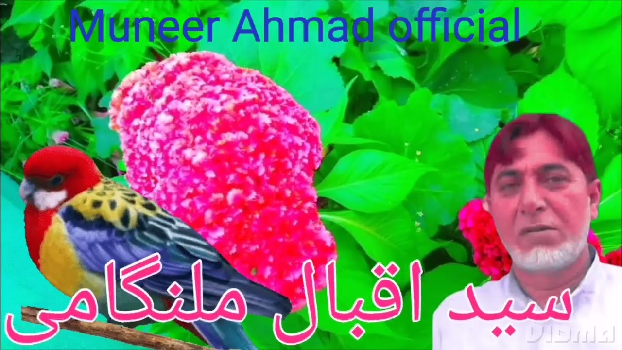 new gujree song seyad Iqbal malangami ki aavaz main 🌹❤️ Muneer Ahmad officials 🌹❤️