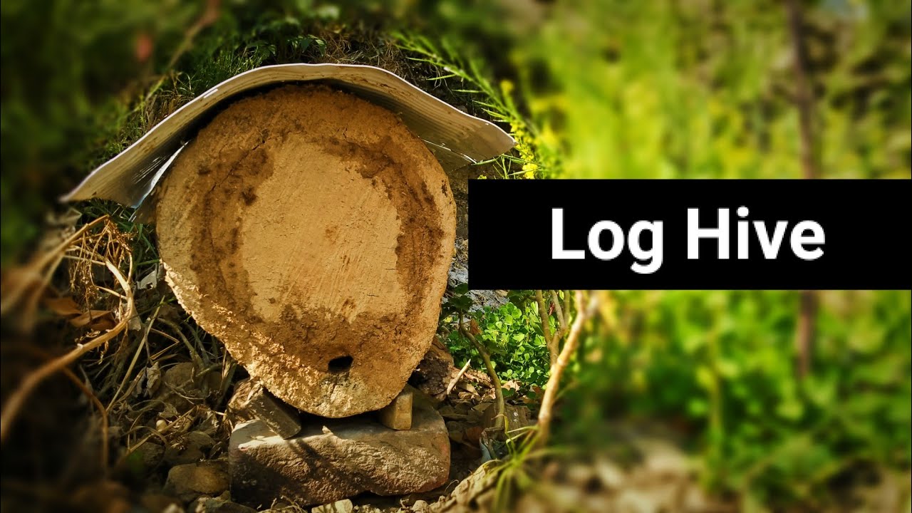 How to make A log hive at home. Apic cirana bee keeping.