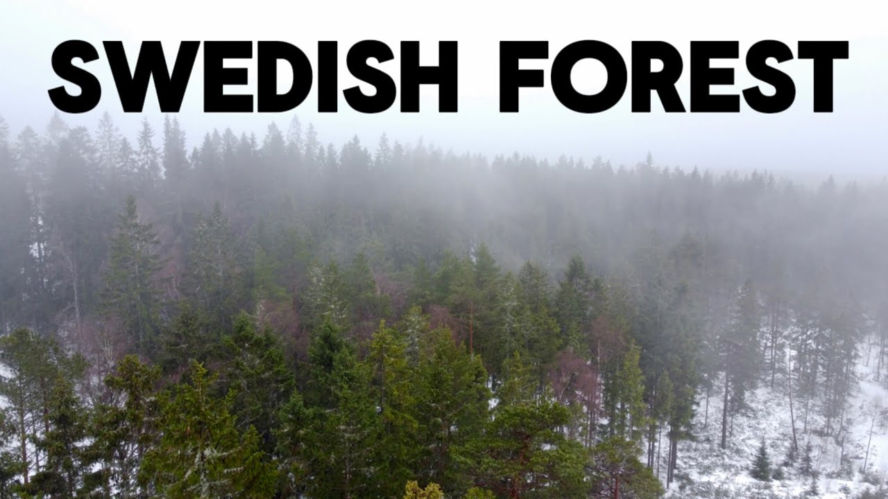 The Swedish Forest in Winter | Ulricehamn