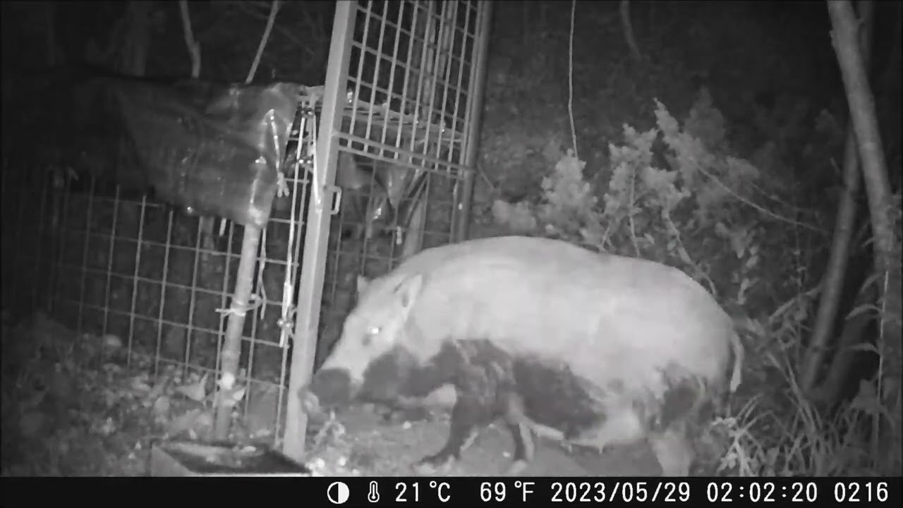 92㎏のメスイノシシを箱罠で捕獲！