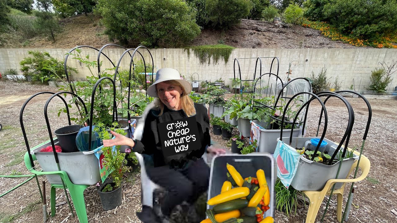 SEE-How to Build a RAISED BED in a FREE/$7 TOTE, Daily HARVEST Vegetable Garden, Container Gardening
