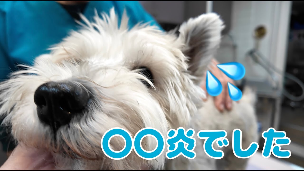 ミニチュアシュナウザーモク物語🐶 第２３５話モクメンテ🐶〇〇炎でした💦