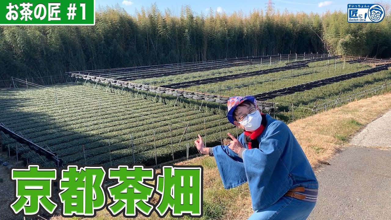 京都の茶畑でお茶の葉ができるまで【伝統工芸】