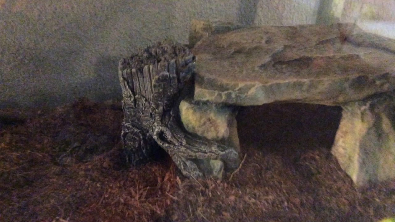American Toad Care!