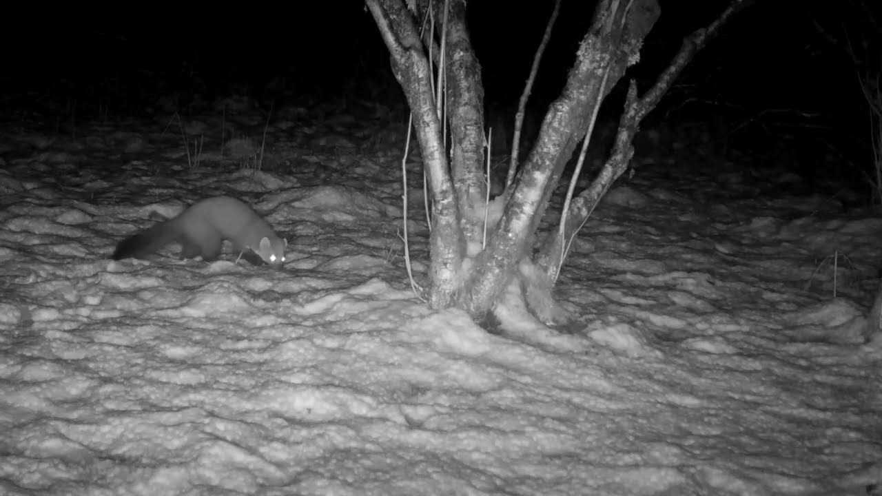Pine Martens in Snowy Forest | Isle of Skye Wildlife Trail Cam 🦊❄️🌲