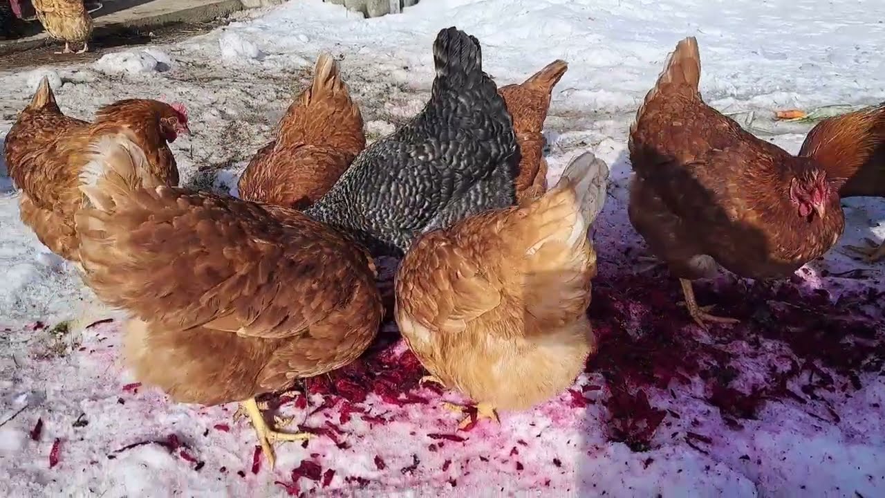 ГНІЗДА ДЛЯ КУРЕЙ  28 02 26 Прибирання в курнику. ГНЕЗДА ДЛЯ КУРЕЙ С ЯЙЦЕСБОРНИКОМ.