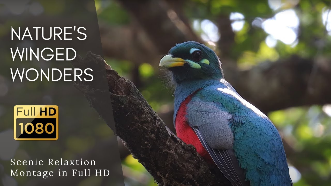 South Africa's Winged Wonders: A Video Montage