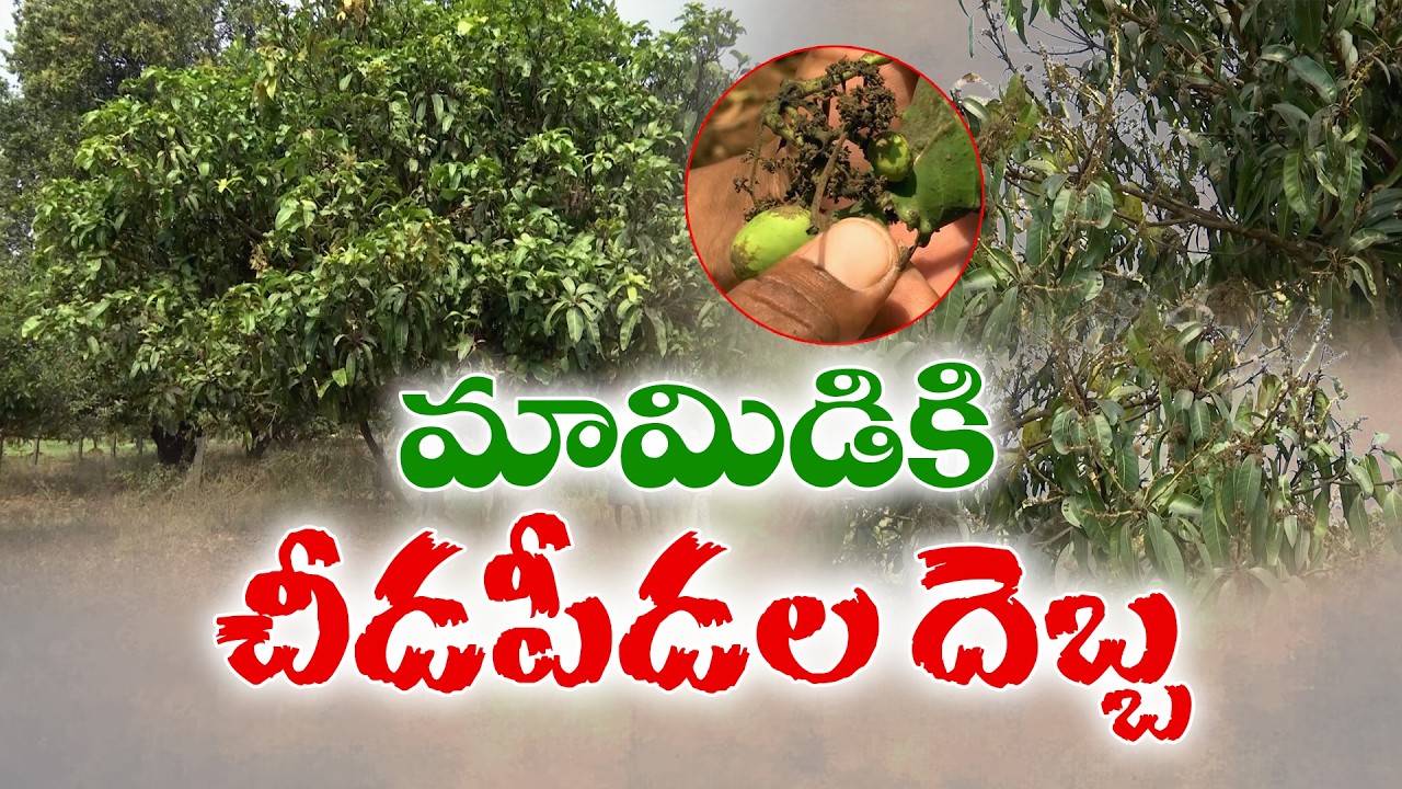 Mango Farmers in NTR District Fear Heavy Losses | Weather & Pest Damage Hit Orchards