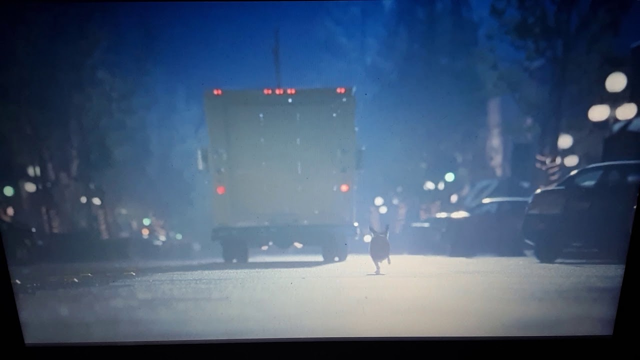 Odie runs away