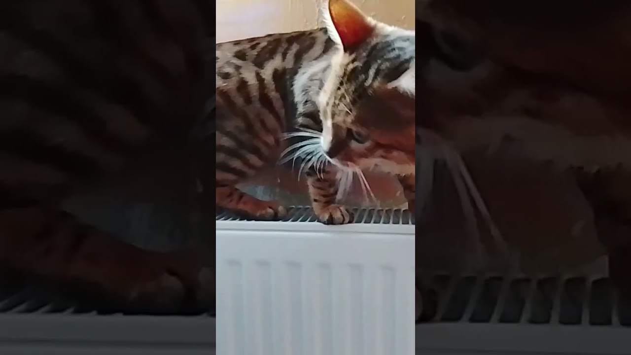 #edm #cat #music #audio #phonkmusic