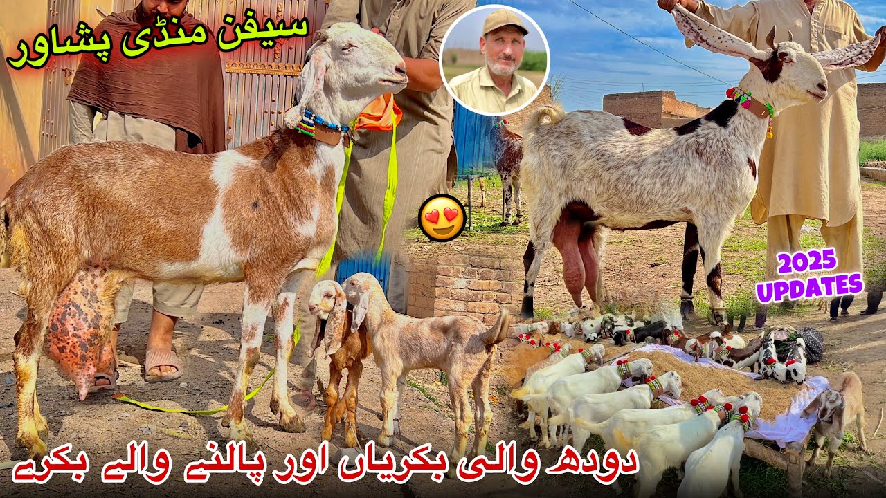 Dairy Goats New Updates 2025 | Saifan Bakra Mandi Peshawar | Khyber Social Tv