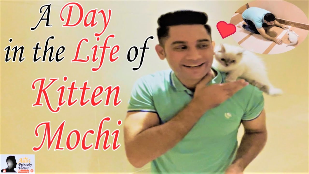A Day in the Life of Kitten Mochi | Eat, Drink and Merry Kitten Mochi in Dubai ❤️