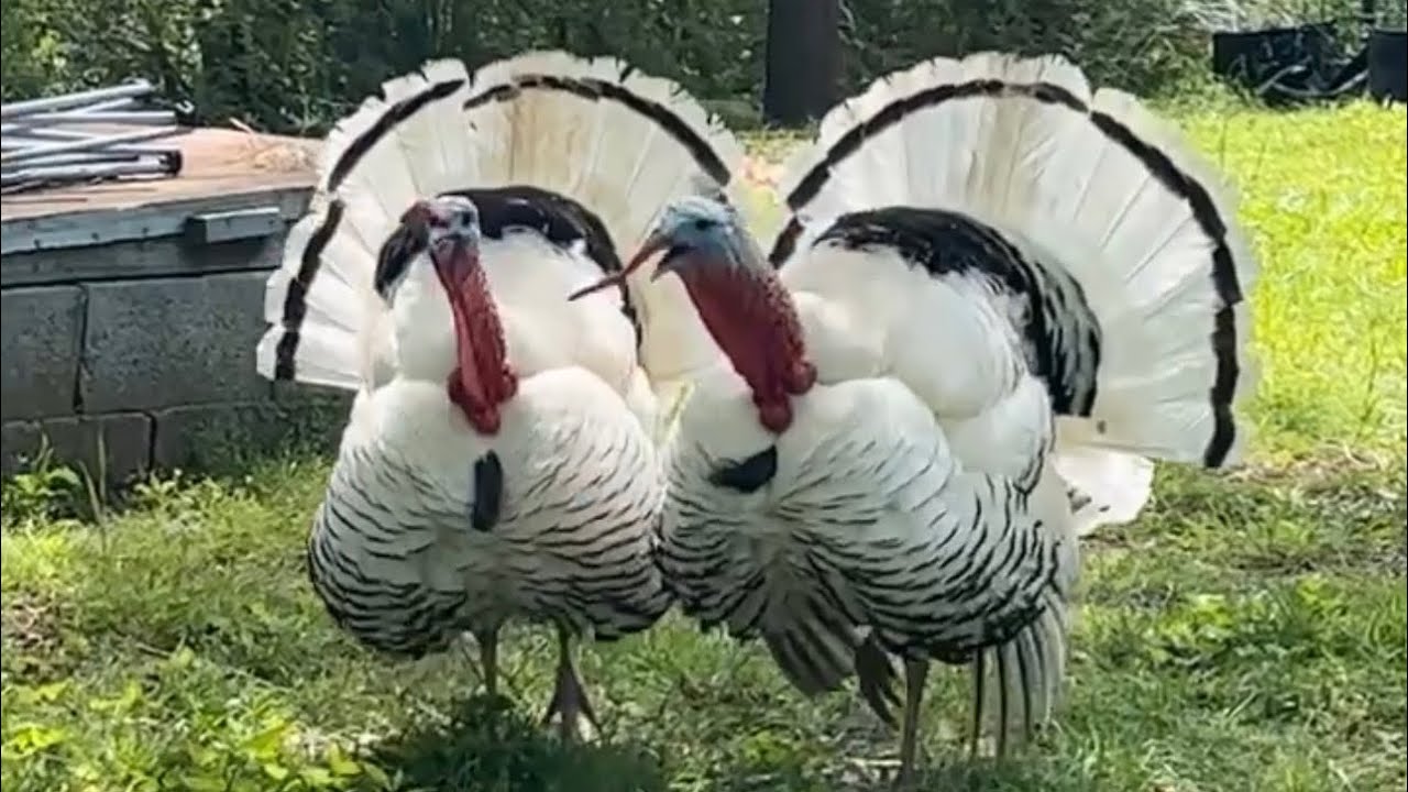 A Day With The Turkeys (AWESOME GOBBLING & DRUMMING FOOTAGE)