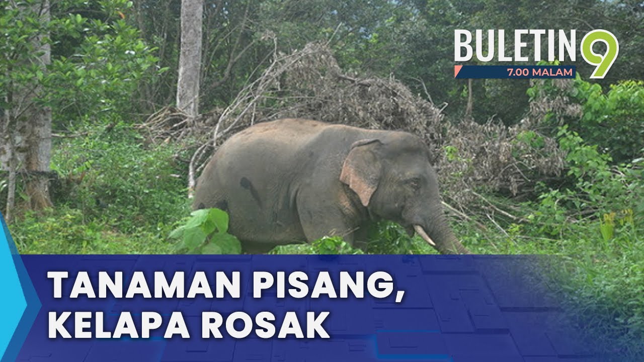 Gangguan Gajah Liar Berlarutan, Penduduk Gesa Tindakan Segera (B9)
