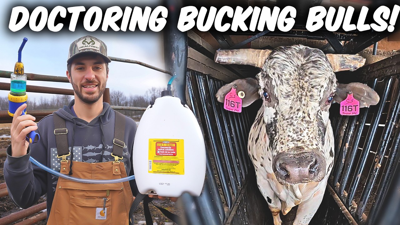 Doctoring Cattle in A Hydraulic Squeeze Chute!