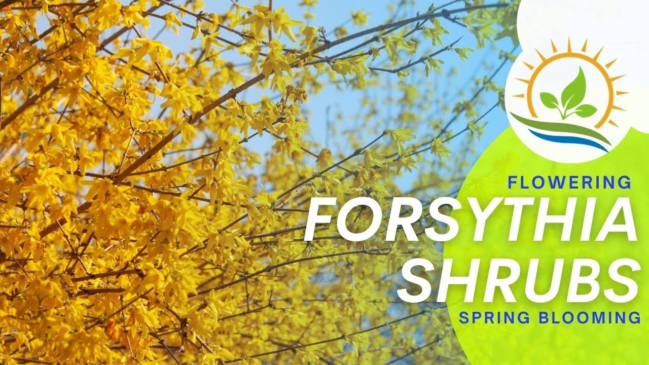Early Spring Flowering Forsythia | Plant Spotlight