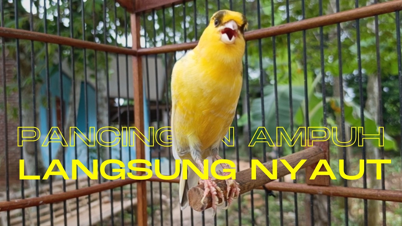 Pancingan Ampuh untuk Kenari Muda Agar Cepat Gacor Cocok untuk Terapi Kenari Macet Bunyi !!