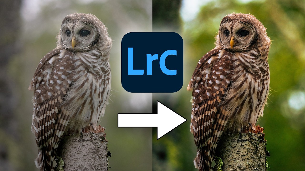 How to Edit STUNNING Bird Photos in Lightroom Classic