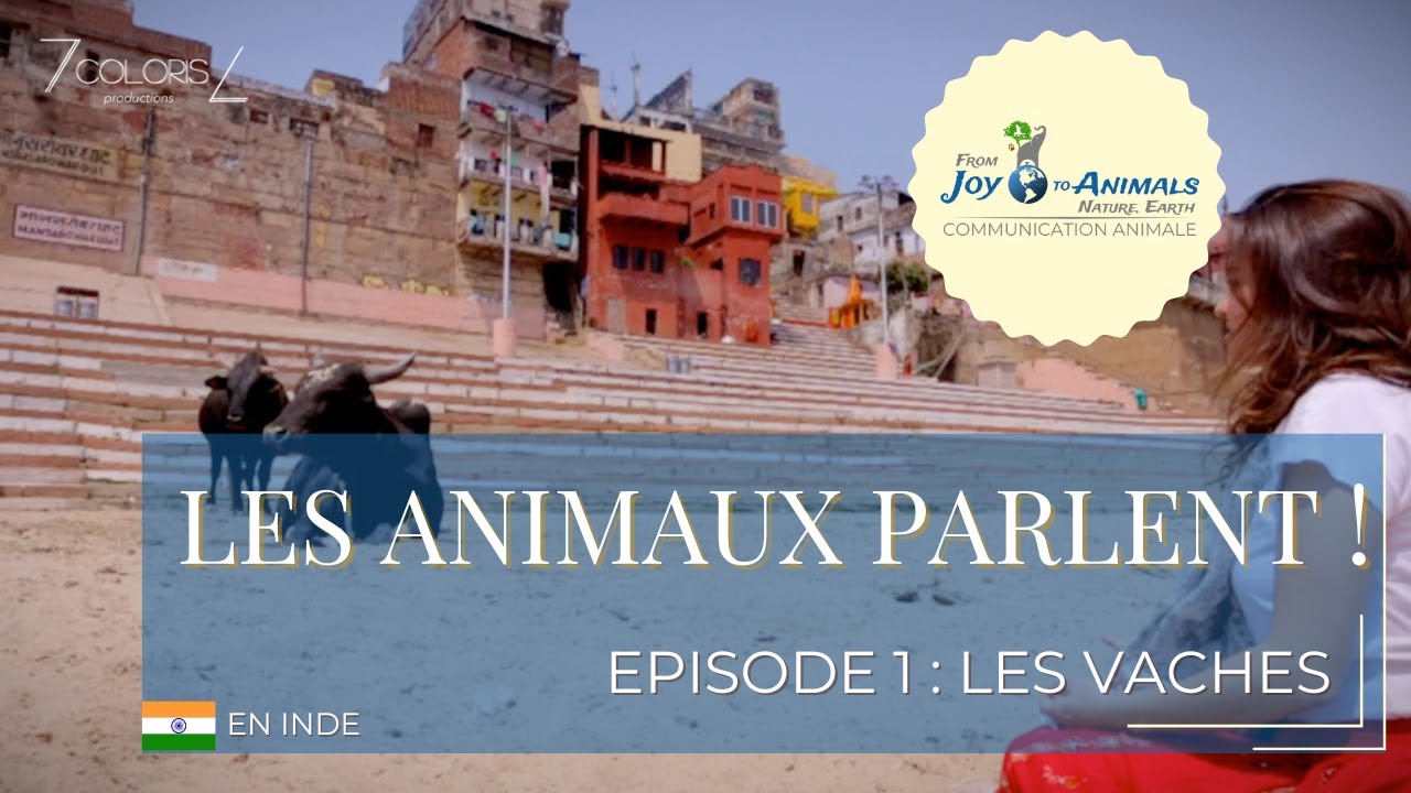 Série LES ANIMAUX PARLENT - Ep1 Les vaches