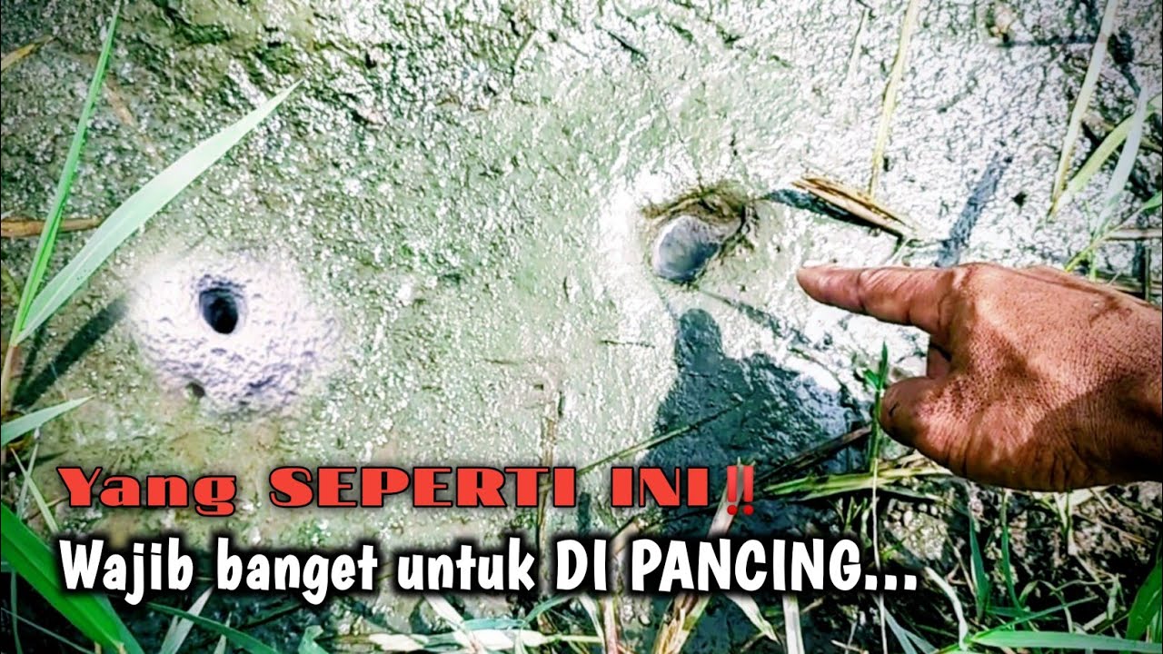 PASTI HASIL‼️CARA MUDAH MENANDAI LUBANG BELUT BESAR DI SAWAH