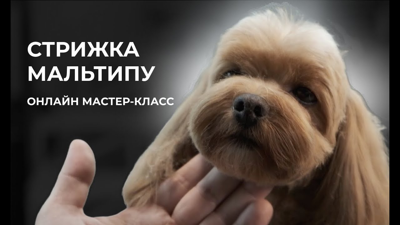Стрижка Мальтипу