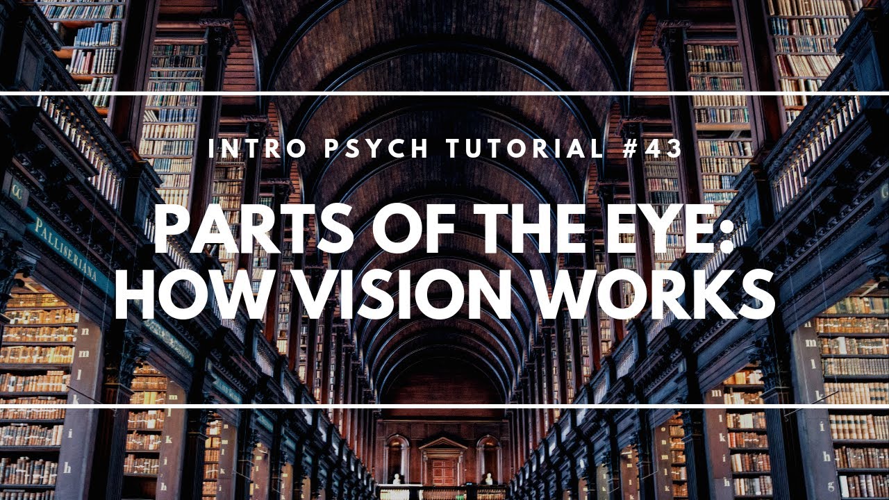 Parts of the Eye: How Vision Works (Intro Psych Tutorial #43)