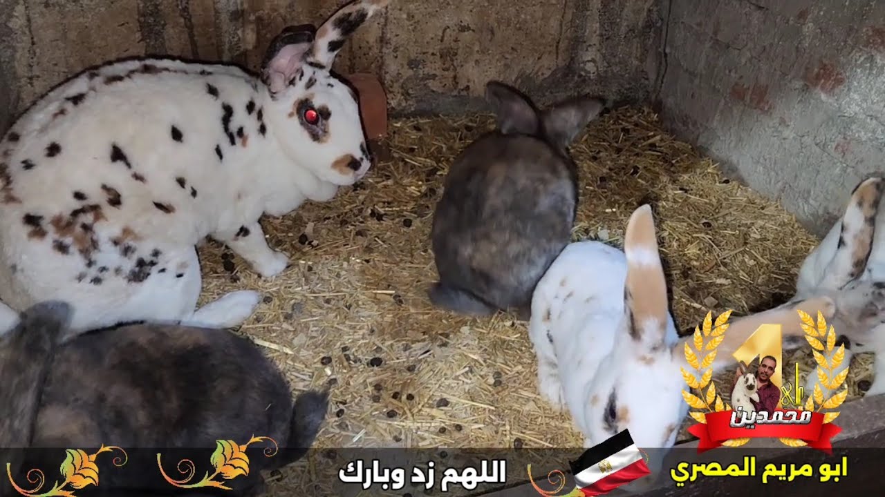حلويات مزارعنا ارانب ونصيحة لتفادي جرب الارانب مزارع علي محمدين اول من ادخل الارانب البيور مصر