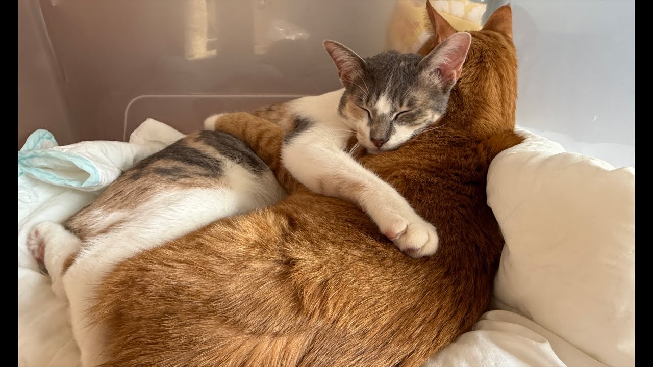 生後304日子猫とみんなとアモの月またぎドライブスルー給餌開発秘話