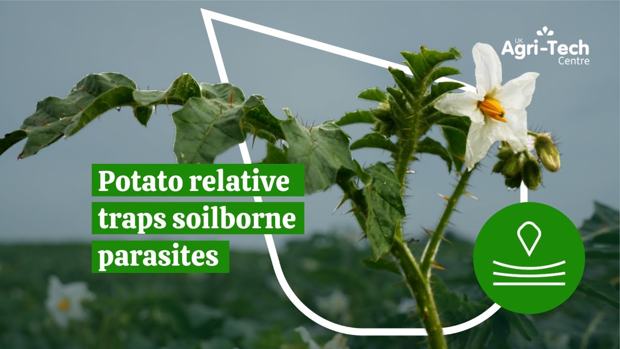 Optimising Trap Crops for PCN Management | The DeCyst&trade; Project
