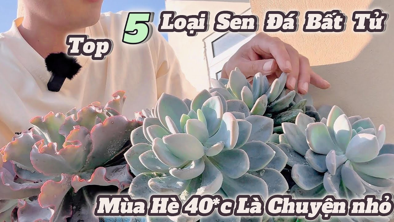 Top 5 loại sen đá bất tử | Sống Khỏe Dưới Nắng Gắt Mùa hè 
