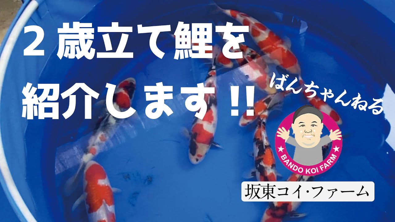 ［坂東コイ・ファーム］ばんちゃんねる　2歳立て鯉を紹介します！ #koi #koifish #錦鯉